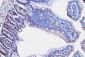 Anti-PCNA Antibody Picoband™ (monoclonal, 2G2)